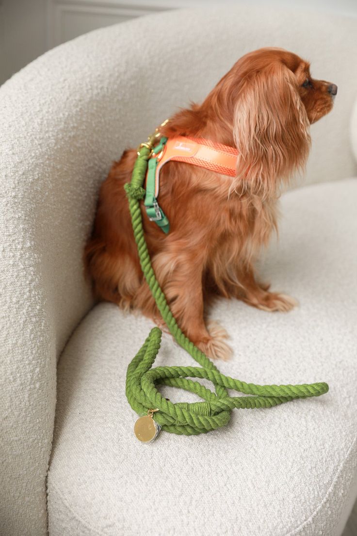 Everyday life with pets
