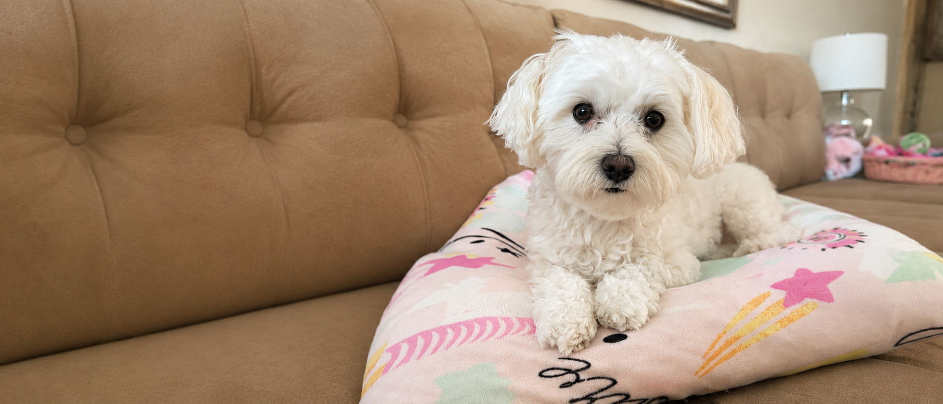Pets enjoying interactive play